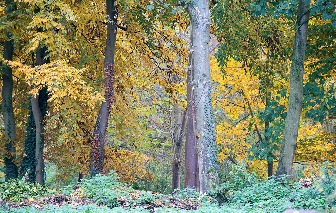 An Elegant Woodland Cabin with an All-Black Exterior in Belgium by De Rosee Sa Architects (21)