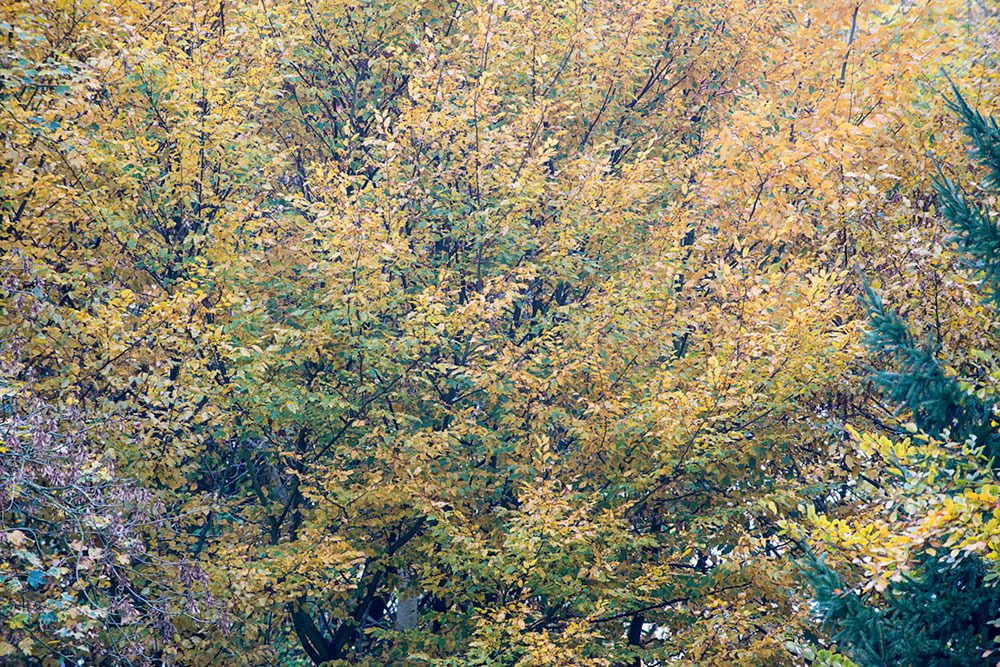 An Elegant Woodland Cabin with an All-Black Exterior in Belgium by De Rosee Sa Architects (22)
