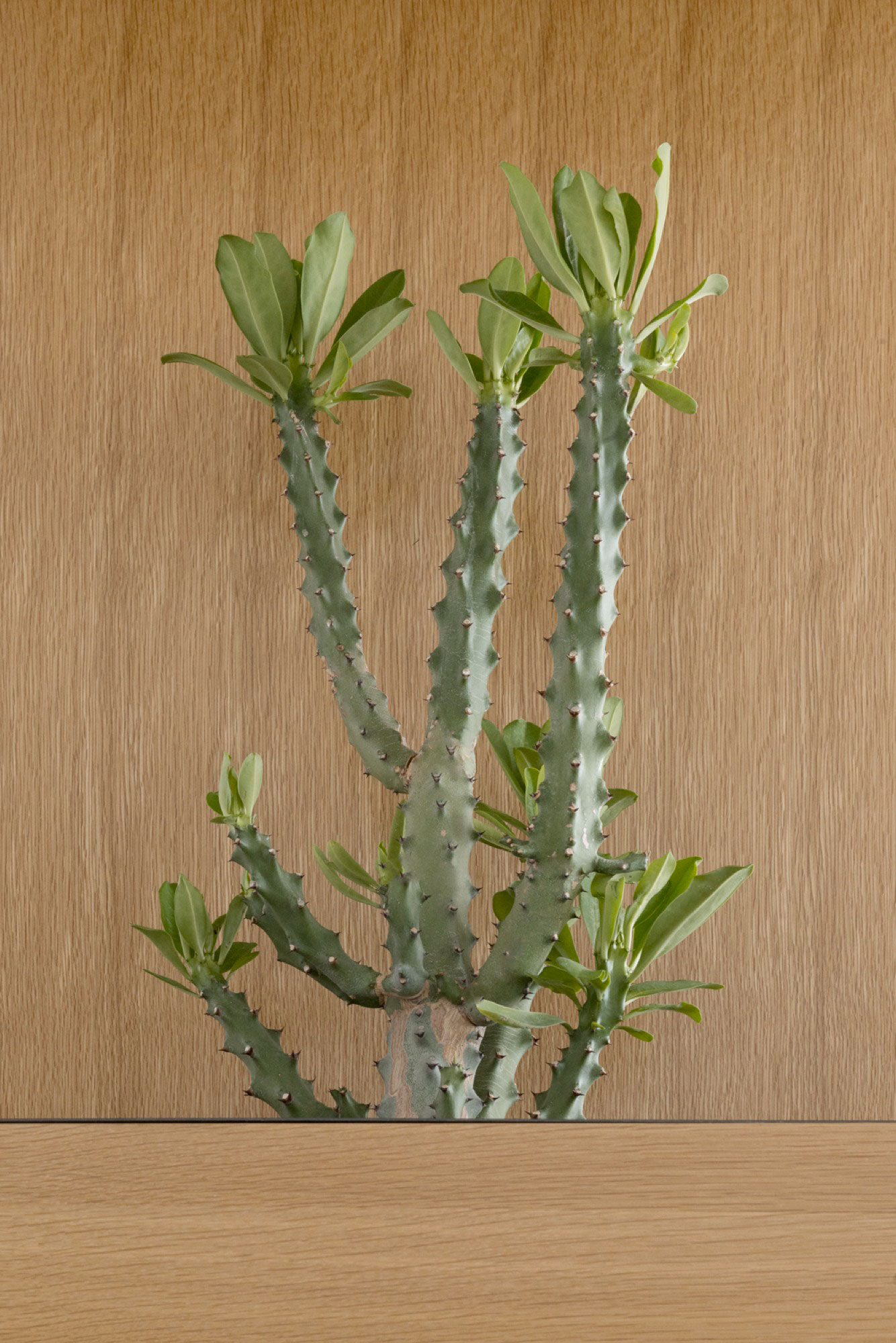 A Small and Cozy Scandinavian Apartment with a Modern Twist in Ramat Gan by Itai Palti (7)